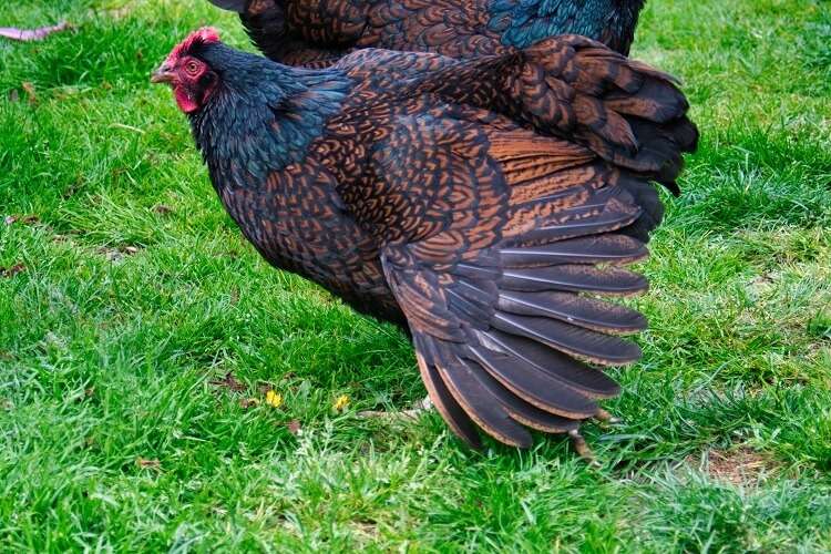Barnevelder Chicken