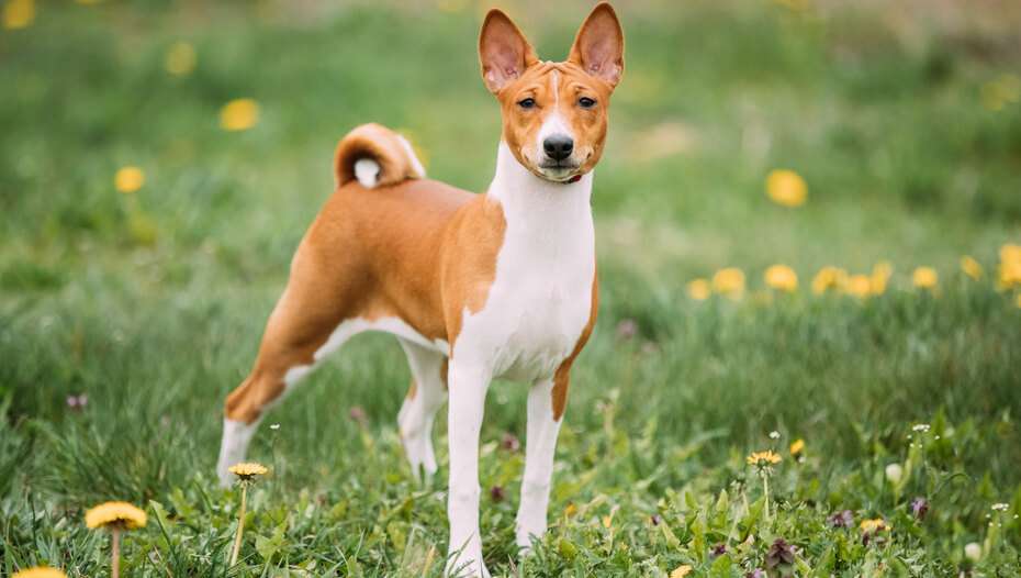 Basenji