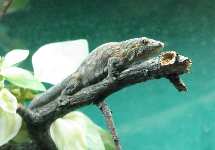 Bauer's Chameleon Gecko
