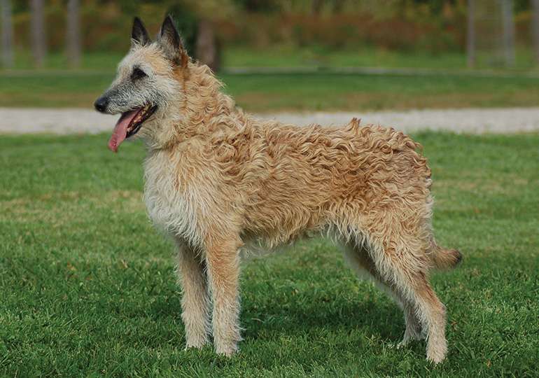 Belgian Laekenoi