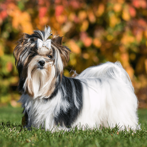 Biewer Terrier