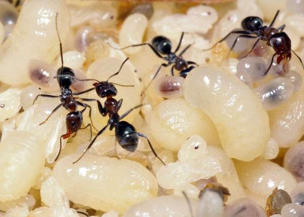 Black Household Ant
