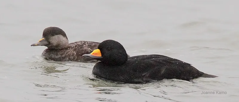 Black Scoter Duck