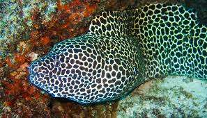 Black Spotted Eel