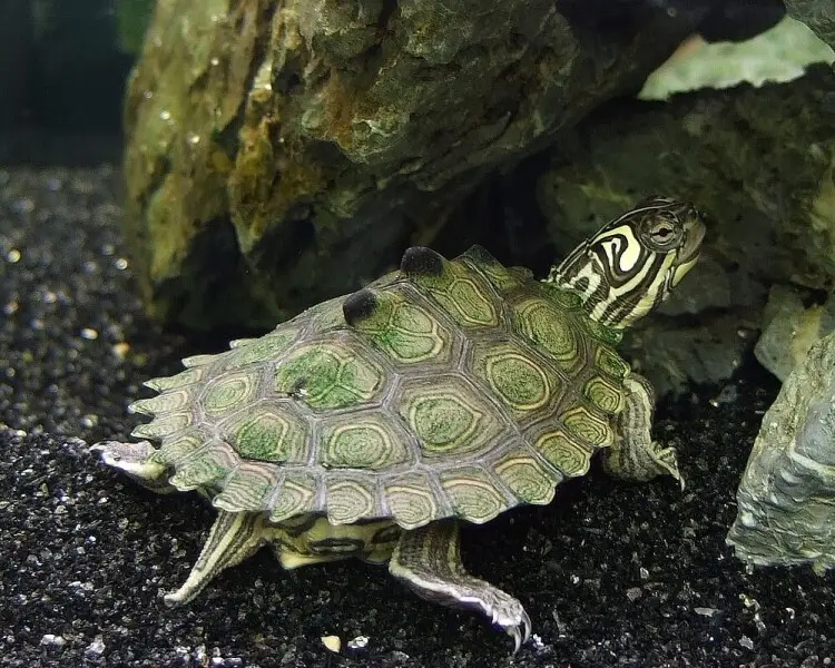 Black-knobbed Map Turtle