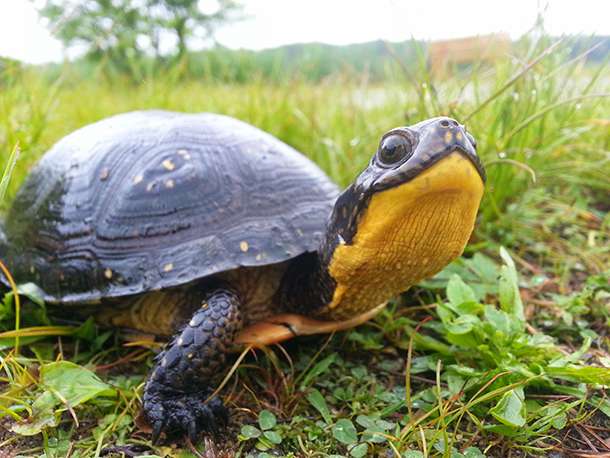 Blanding's Turtle