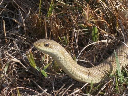Blonde Hognose