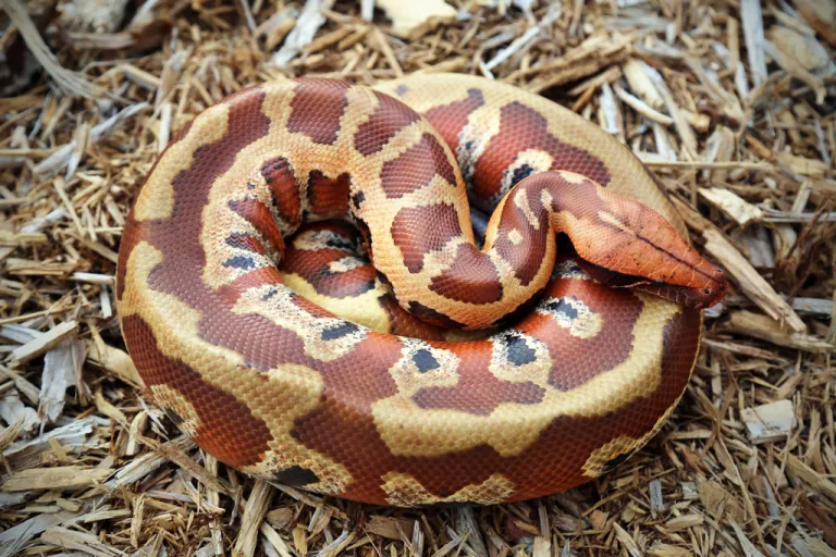 Blood Python