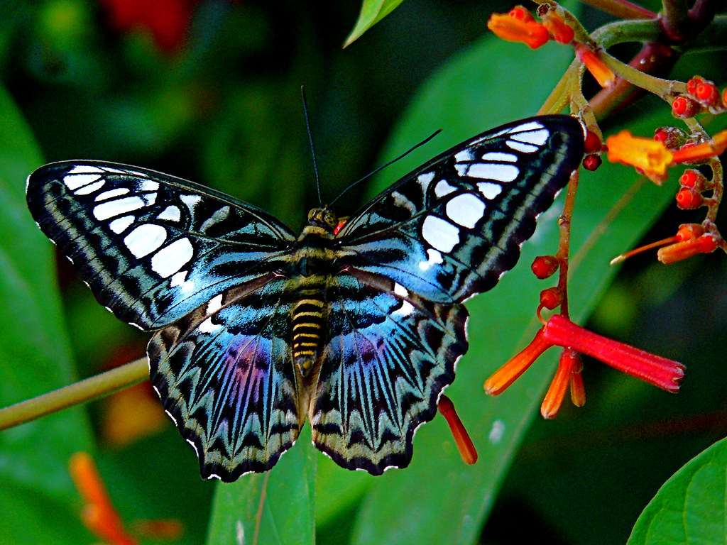 Blue Clipper Butterfly