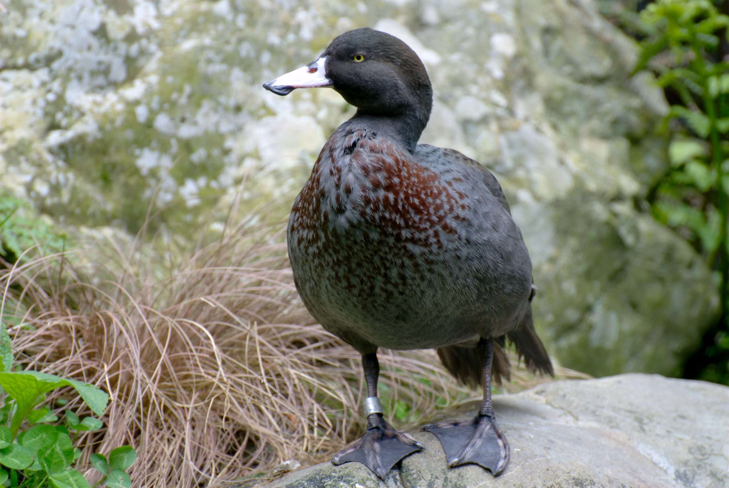 Blue Duck