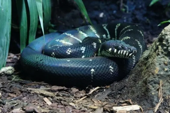 Boelen's Python