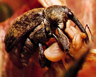Boll Weevil Beetle