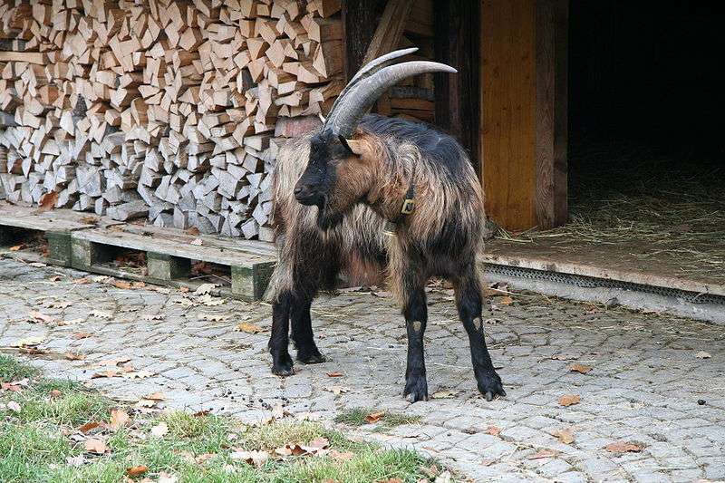 Booted Goat