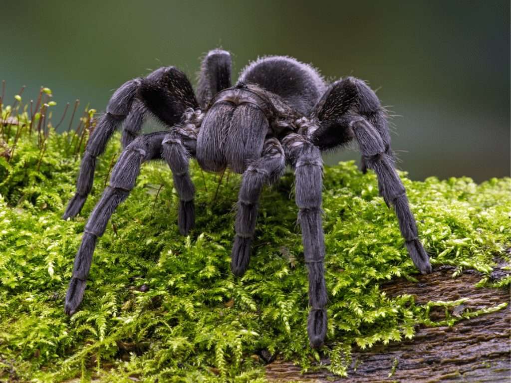 Brazilian Black Tarantula
