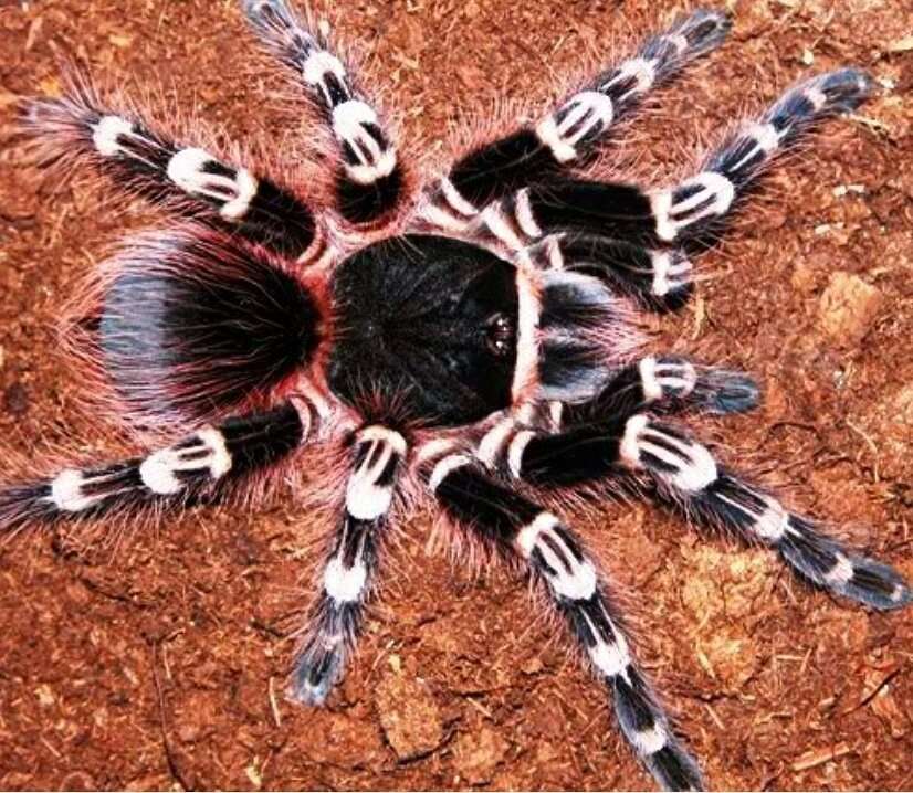 Brazilian Whiteknee tarantula