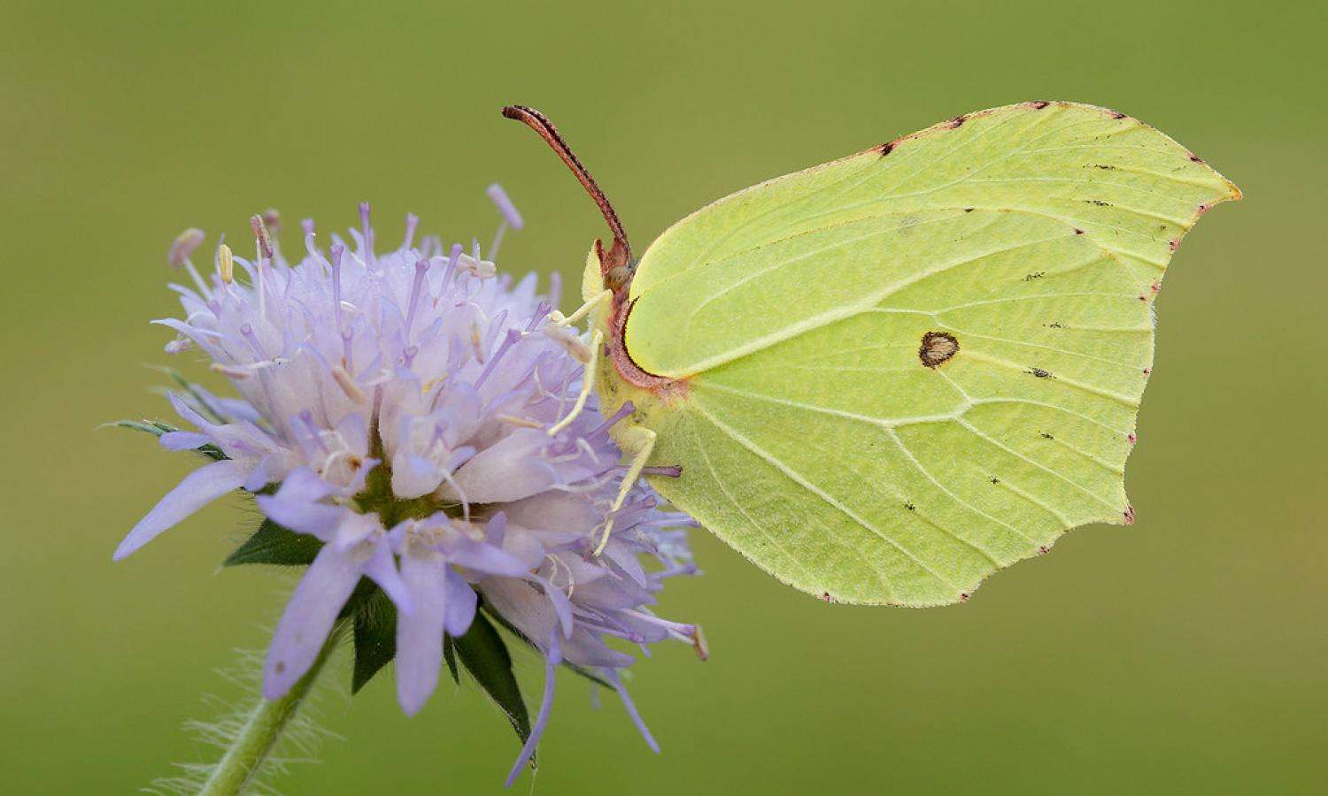 Brimstone Butterfly