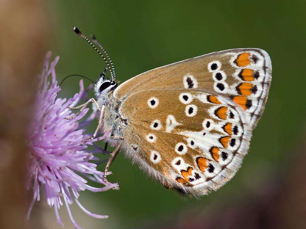 Brown Argus Butterfly