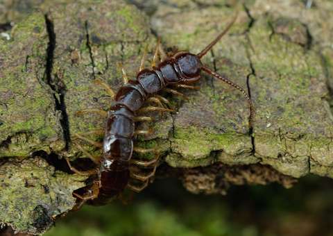 Brown Centipede
