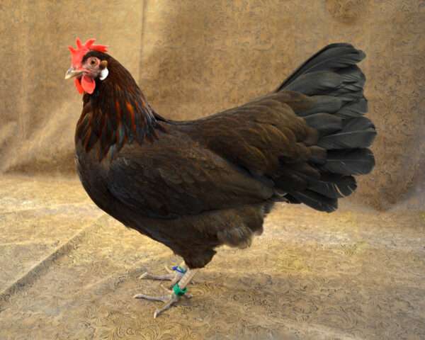 Light Brown Leghorn