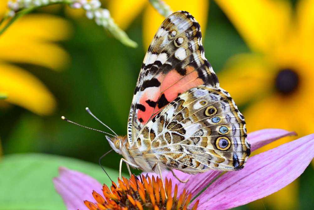 Brush Footed Butterfly