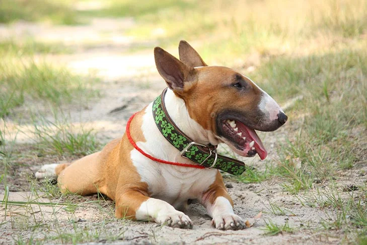 Bull Terrier
