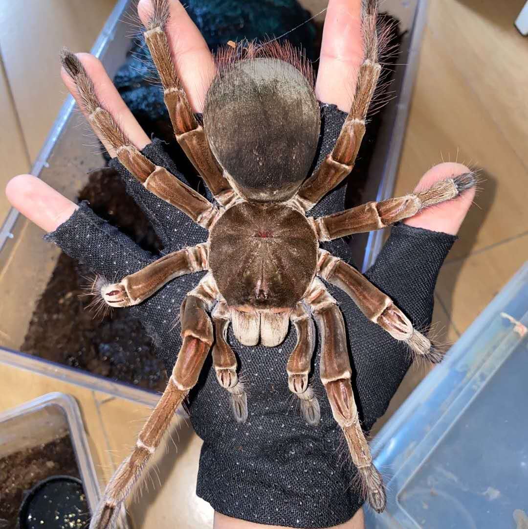 Burgundy Goliath Bird Eater Tarantula