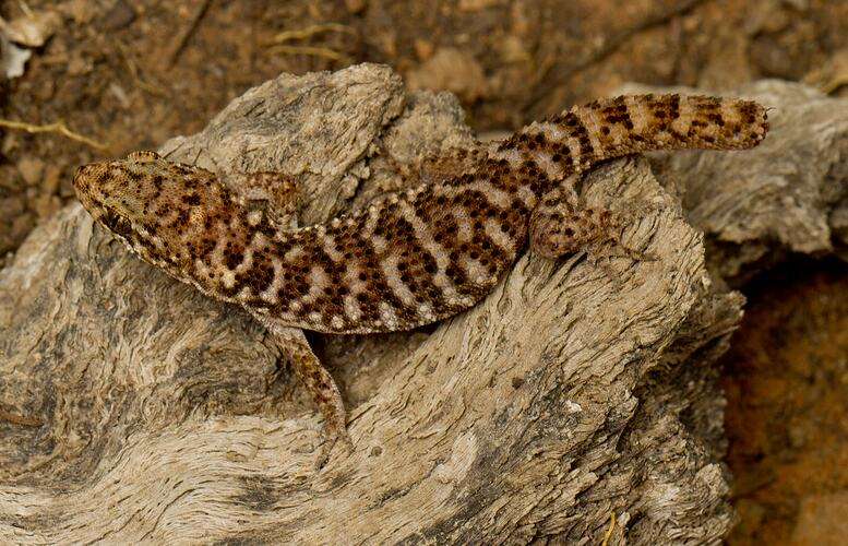 Bynoes Gecko