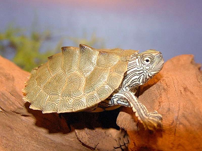 Cagle's Map Turtle