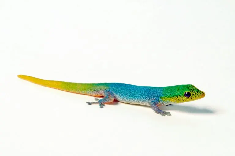 Cameroon Dwarf Gecko