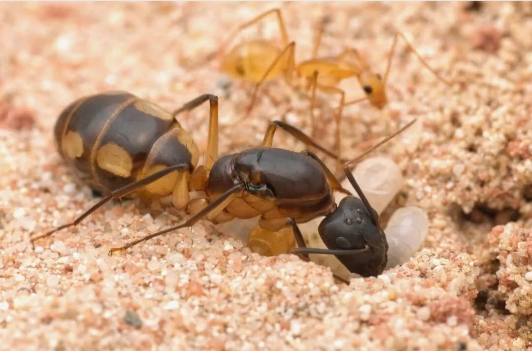 Camponotus maculatus
