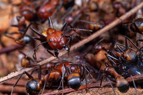 Camponotus nicobarensis