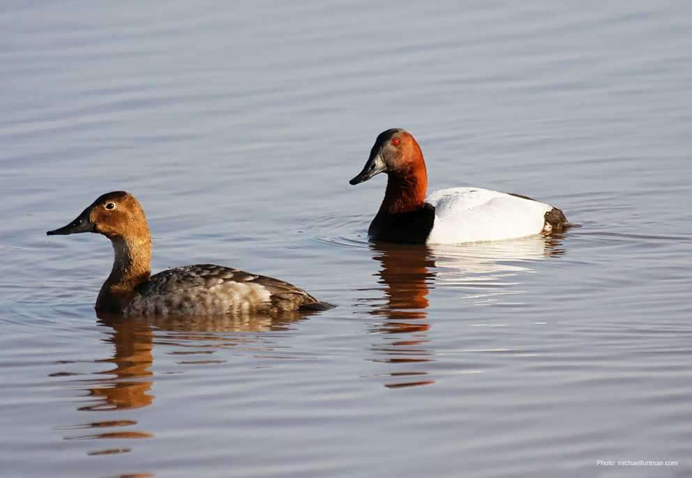 Canvasback Duck