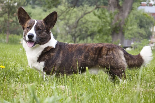 Cardigan Welsh Corgi