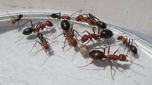 Cataglyphis