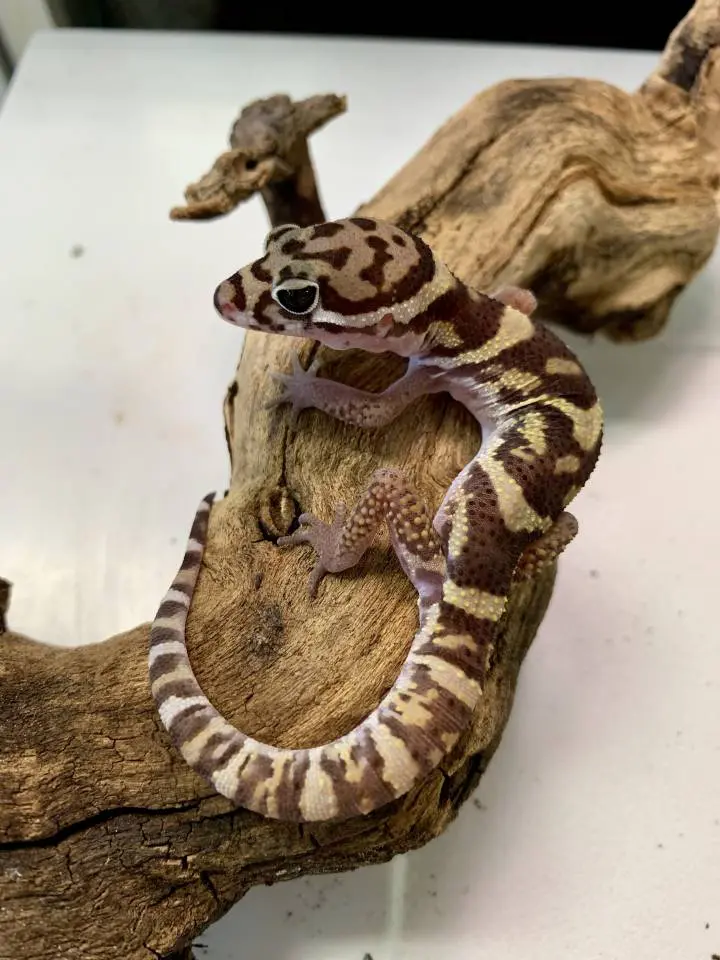 Central American Banded Gecko