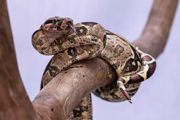 Central American Boa
