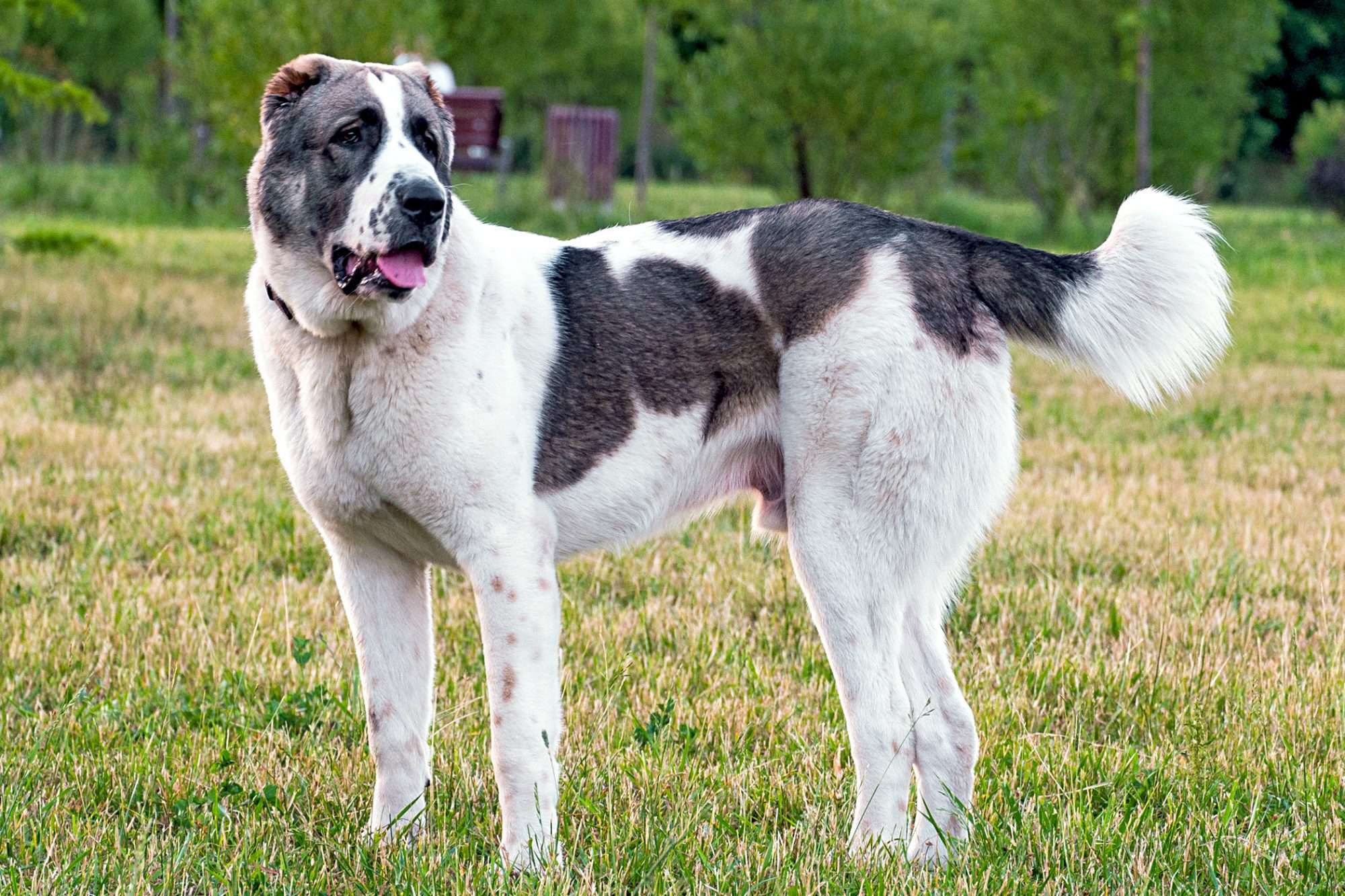 Central Asian Shepherd Dog
