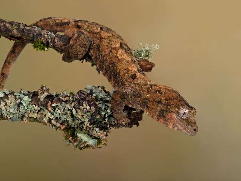 Chahoua Geckos