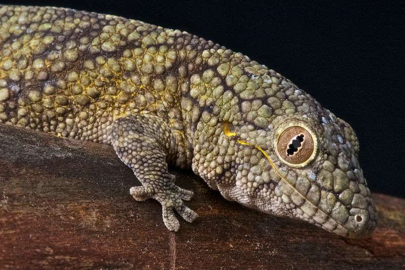 Chameleon Gecko