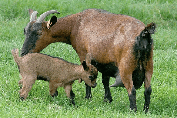 Chamois Coloured Goat