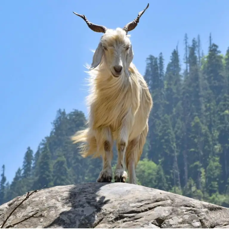 Changthangi Goat