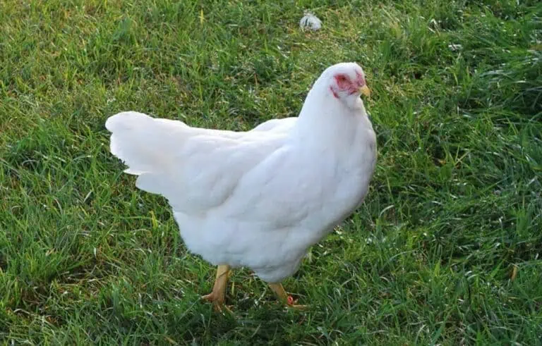 Chantecler Chicken