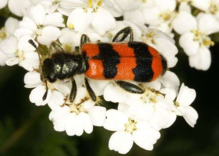 Checkered Beetle