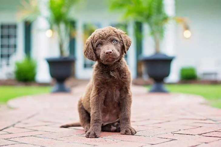 Chesapeake Bay Retriever