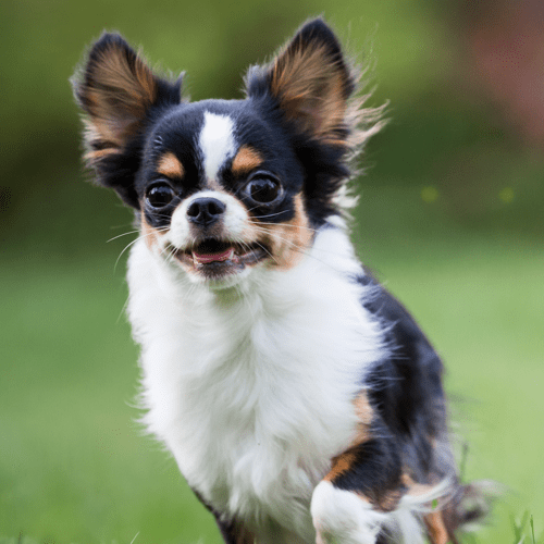 Chihuahua