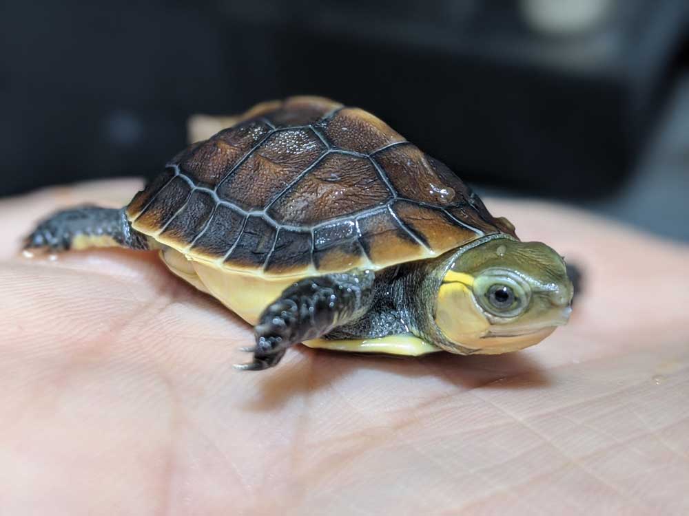 Chinese Box Turtle