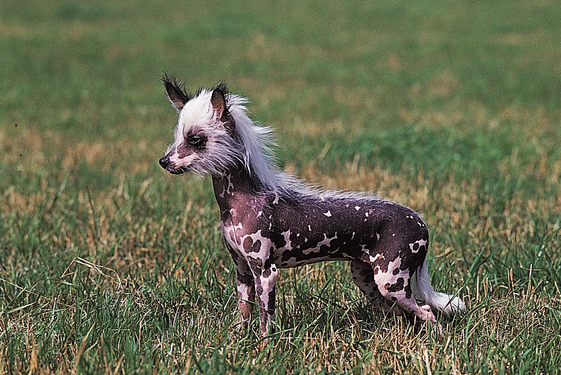 Chinese Crested