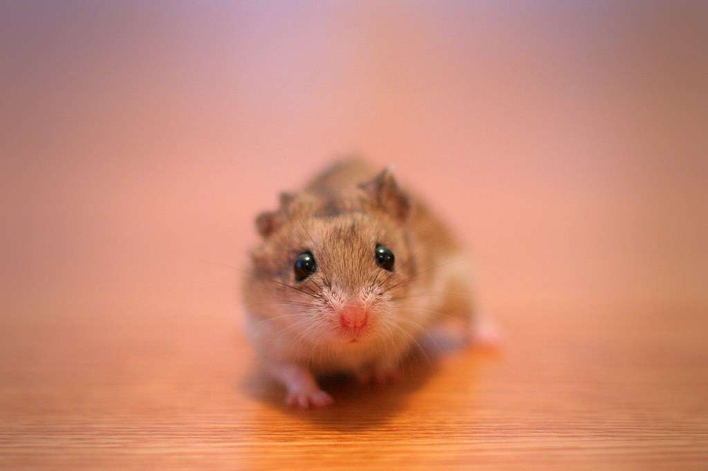 Chinese Hamster
