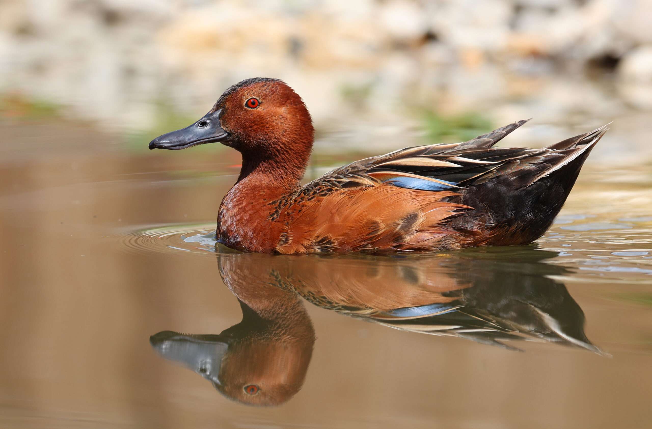 Cinnamon Teal Duck