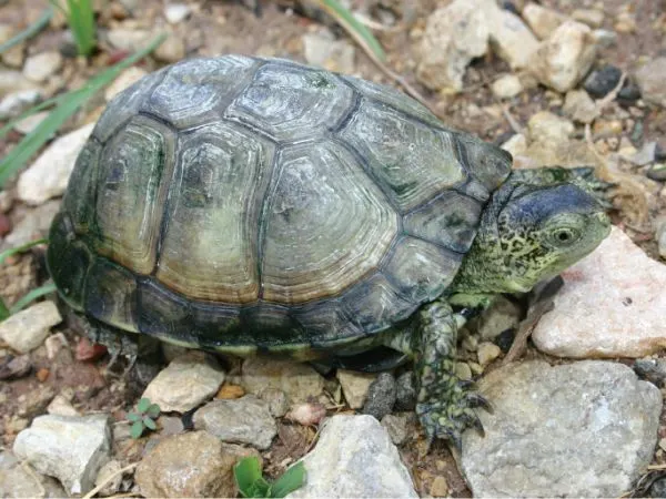 Coahuilan Box Turtle